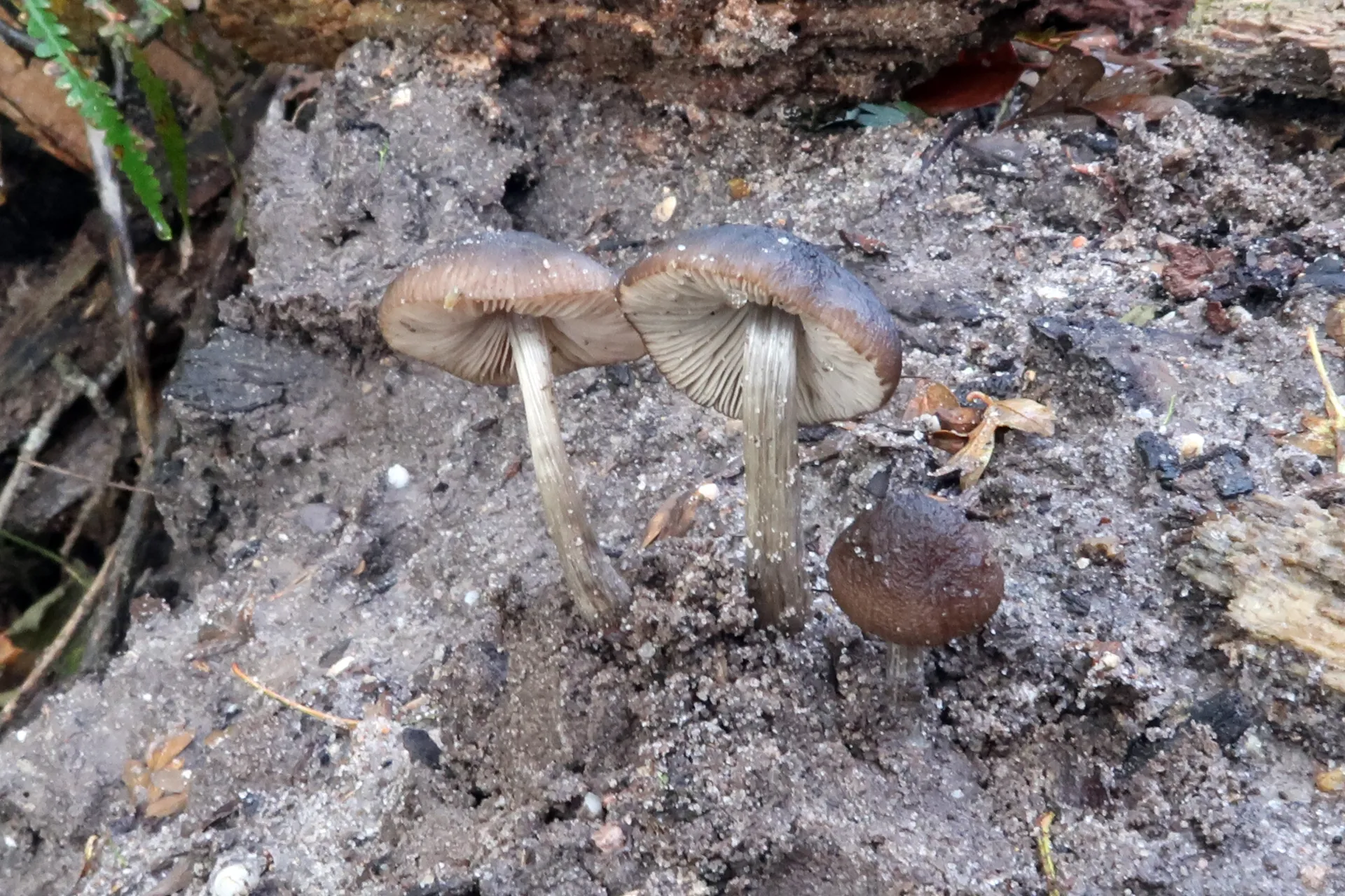 Pluteus phlebophorus - 1 - IMG_3989